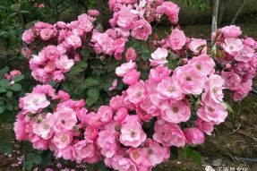 寺外桃源講花卉 —— 月季秋剪、促花小技巧