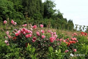 《寺外桃源講花卉》–你們知道怎么區(qū)別藤本月季和薔薇嗎？