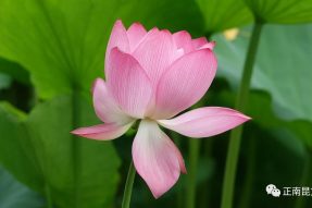 《寺外桃源講花卉》–接天蓮葉無窮碧，映日荷花別樣紅