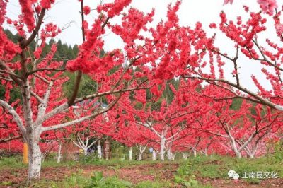 《寺外桃源講花卉》– 桃花朵朵，如何取舍