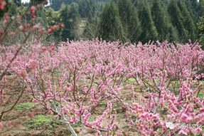 桃花已開(kāi)，靜等你來(lái)。