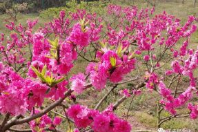 正覺(jué)寺外春初來(lái)， 四月也有桃花開(kāi)。