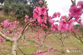 慶“三.八”女神節(jié)，賞寺外桃源桃花