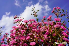 “紫薇問意” 一 去寺外桃源，紫薇花兒對你說…….。